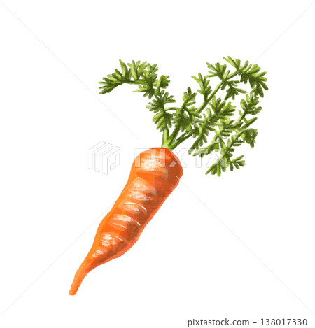 Watercolor carrot illustration 138017330