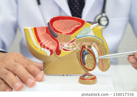 Male reproductive system, Asian doctor holding human anatomy model for study diagnosis and treatment in hospital. Male reproductive system, Asian doctor holding human anatomy model for study diagnosis and treatment in hospital. 138017338