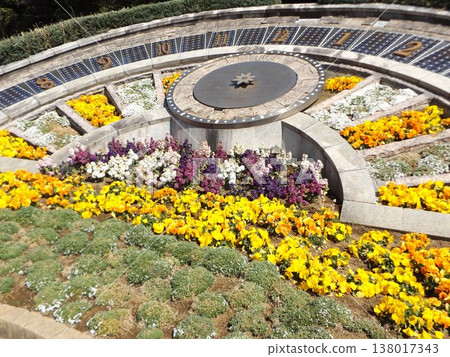 Flower Museum Flower Clock Flowerbed Yellow violas and stocks Flower Museum Flower Clock Flowerbed Yellow violas and stocks 138017343