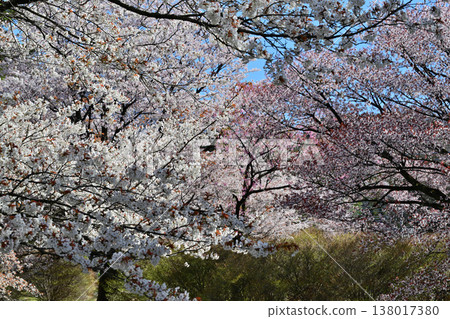 Cherry blossoms in full bloom at Akaya-shio Hill, at the foot of Mt. Akagi, Maebashi City, Gunma Prefecture. 138017380