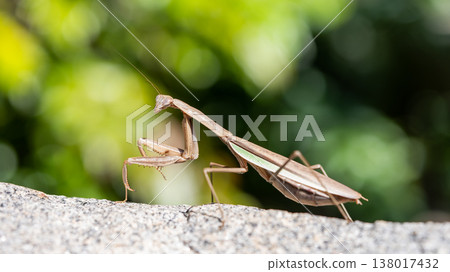 A black praying mantis on the street A black praying mantis on the street 138017432
