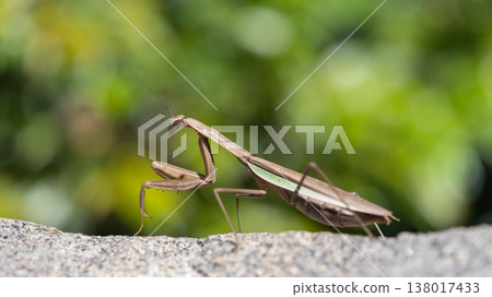 Mantis looking here 138017433
