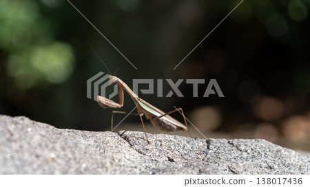 仲夏昆蟲 仲夏昆蟲 138017436