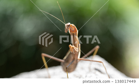 螳螂瞄準獵物 螳螂瞄準獵物 138017449