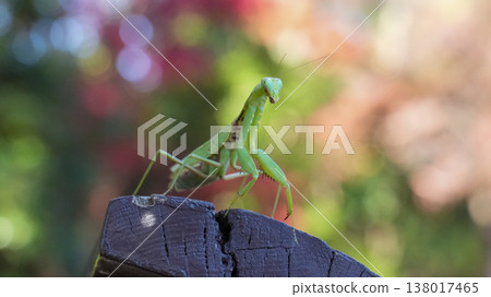 A praying mantis perched on a wooden stake A praying mantis perched on a wooden stake 138017465