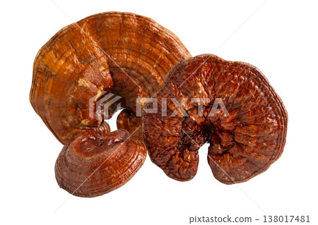 Dried lingzhi mushroom with capsule drug, alternative medicine herbal organic herb. 138017481