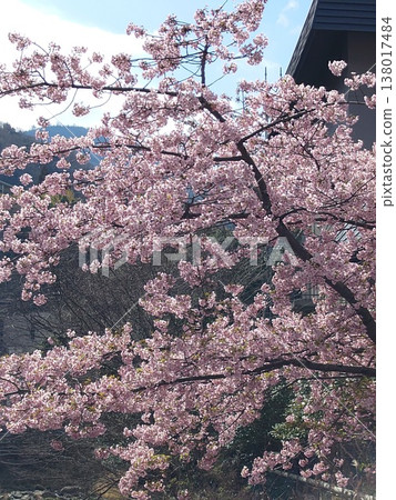 盛開的櫻花 盛開的櫻花 138017484