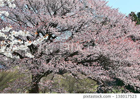 Cherry blossoms in full bloom at Akaya-shio Hill, at the foot of Mt. Akagi, Maebashi City, Gunma Prefecture. Cherry blossoms in full bloom at Akaya-shio Hill, at the foot of Mt. Akagi, Maebashi City, Gunma Prefecture. 138017523