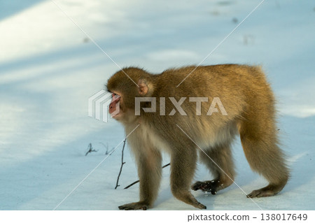 猴子在雪地上梳理自己 138017649