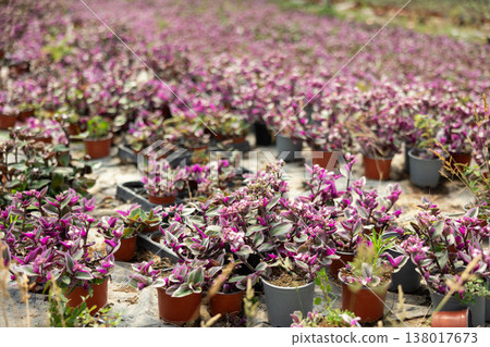 Purple flowers in pots in a greenhouse 138017673