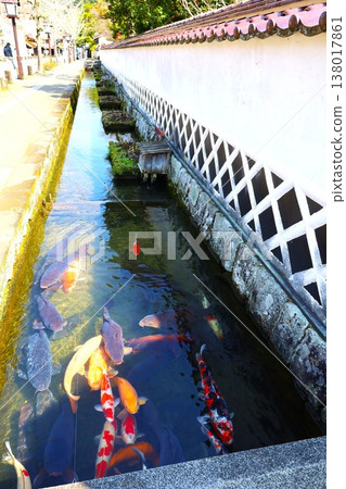 A scene of Nishikigoi (ornamental carp) swimming in Tsuwano. A scene of Nishikigoi (ornamental carp) swimming in Tsuwano. 138017861