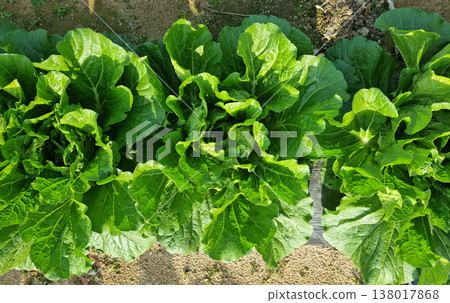 close up fresh green cabbage in the field. close up fresh green cabbage in the field. 138017868