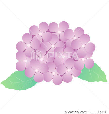 Simple decorative material of hydrangea flowers and leaves for the rainy season | Hydrangea, Flower, Leaf, Plant Simple decorative material of hydrangea flowers and leaves for the rainy season | Hydrangea, Flower, Leaf, Plant 138017981