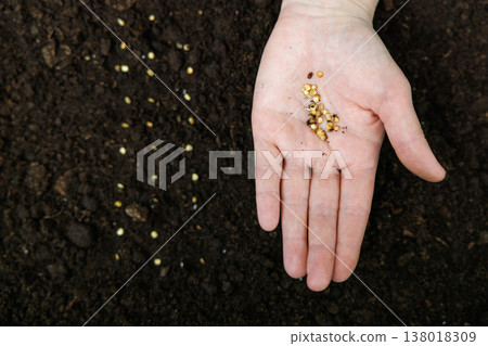 Hand Holding Seeds Above Soil for Planting Hand Holding Seeds Above Soil for Planting 138018309