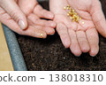 Close-up of hands planting seeds in soil 138018310