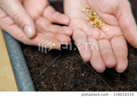 Close-up of hands planting seeds in soil Close-up of hands planting seeds in soil 138018310
