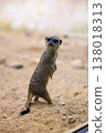 Meerkat Standing Alert on Sandy Ground 138018313