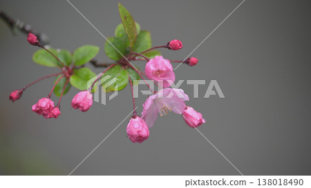 在一個雨天，古老寺廟的庭院裡，海棠花開始盛開。 138018490