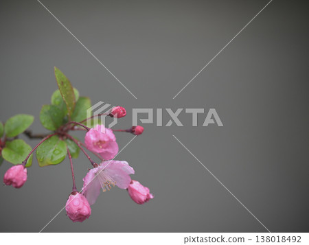 On a rainy day, the flowering crabapple blossoms have begun to bloom in the grounds of an old temple. On a rainy day, the flowering crabapple blossoms have begun to bloom in the grounds of an old temple. 138018492