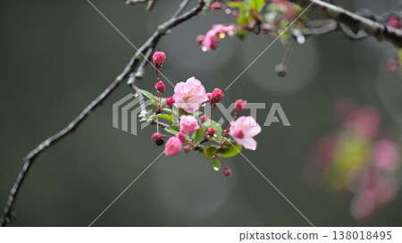 在一個雨天，古老寺廟的庭院裡，海棠花開始盛開。 138018495