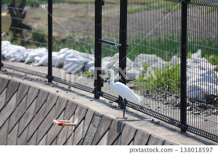 A little egret stands on the edge of an irrigation ditch. A little egret stands on the edge of an irrigation ditch. 138018597