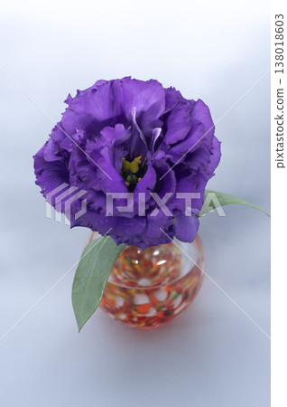 A single purple, double-flowered lisianthus with fringes is placed in a warm-colored vase against a gray background (vertical composition). A single purple, double-flowered lisianthus with fringes is placed in a warm-colored vase against a gray background (vertical composition). 138018603