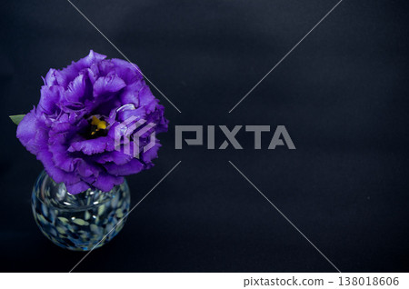 A single purple, double-flowered lisianthus with fringes is placed in a cool-toned vase against a black background (positioned on the left). A single purple, double-flowered lisianthus with fringes is placed in a cool-toned vase against a black background (positioned on the left). 138018606