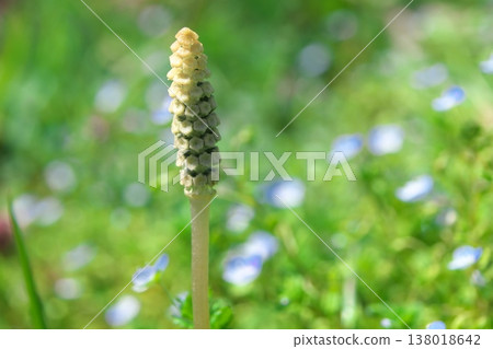 Horsetails growing with speedwell in the background. 138018642