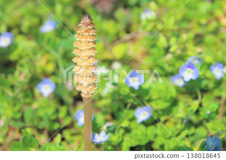 Horsetails growing with speedwell in the background. Horsetails growing with speedwell in the background. 138018645