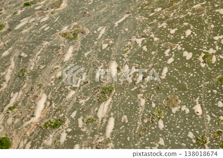 Overhead view of toxic algal bloom, moss, and bubbles polluting a lake or pond environment Overhead view of toxic algal bloom, moss, and bubbles polluting a lake or pond environment 138018674