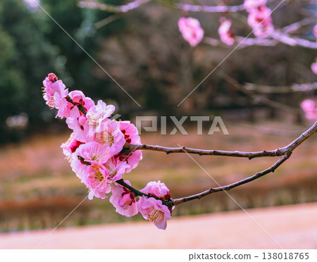 Plum blossoms telling the arrival of spring Plum blossoms telling the arrival of spring 138018765