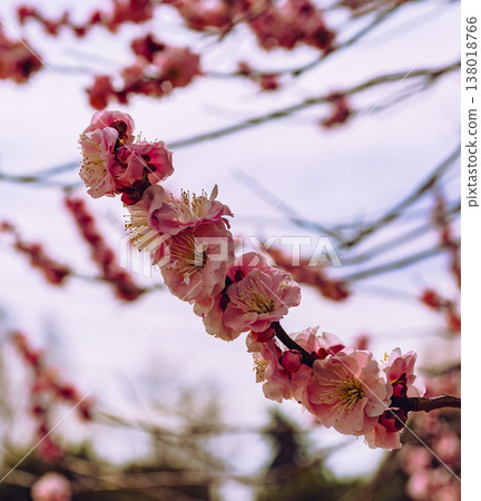 Plum blossoms telling the arrival of spring Plum blossoms telling the arrival of spring 138018766
