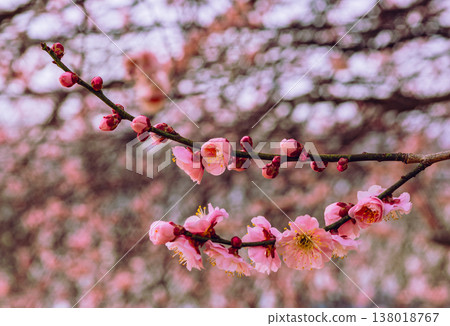 Plum blossoms telling the arrival of spring Plum blossoms telling the arrival of spring 138018767