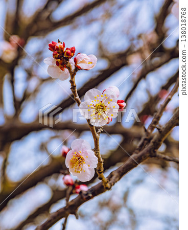 Plum blossoms telling the spring Plum blossoms telling the spring 138018768