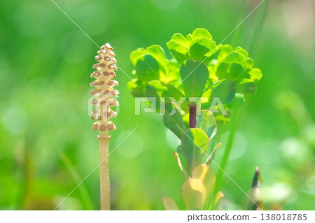 Horsetails and bellflowers growing side by side in the spring sunshine Horsetails and bellflowers growing side by side in the spring sunshine 138018785