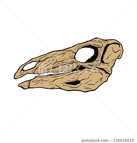 Stegosaurus skull fossil Stegosaurus skull fossil 138018828