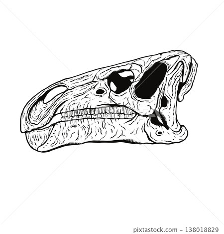 Iguanodon skull fossil (monochrome) Iguanodon skull fossil (monochrome) 138018829