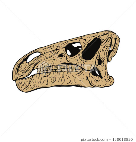 Fossilized skull of an Iguanodon Fossilized skull of an Iguanodon 138018830