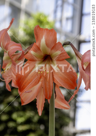 Hippeastrum (Amaryllis family) - sometimes called Amaryllis 138019183