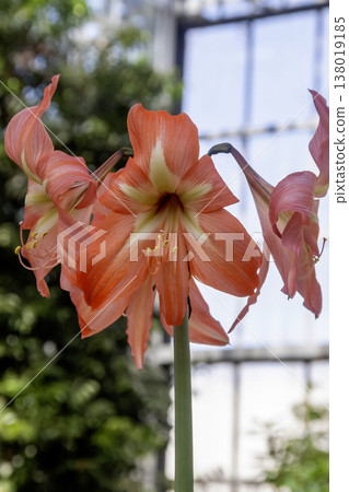 Hippeastrum (Amaryllis family) - sometimes called Amaryllis Hippeastrum (Amaryllis family) - sometimes called Amaryllis 138019185