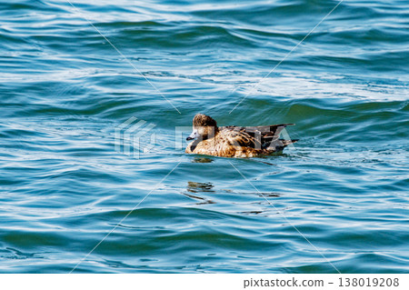 Winter visitor at Fujimae tidal flat: Eurasian Wigeon (female), Anatidae family. 138019208
