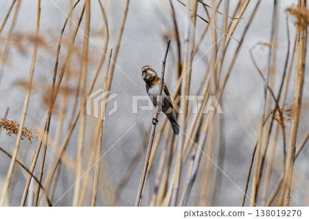 Foraging behavior of the American Sparrow family Reed Bunting ♀ Foraging behavior of the American Sparrow family Reed Bunting ♀ 138019270