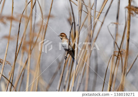 Foraging behavior of the American Sparrow family Reed Bunting ♀ Foraging behavior of the American Sparrow family Reed Bunting ♀ 138019271