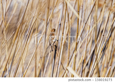 Foraging behavior of the American Sparrow family Reed Bunting ♀ 138019273