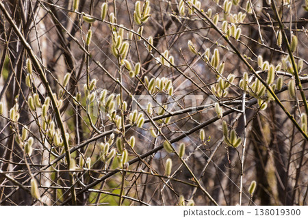 Spring image: Shining pussy willow 138019300