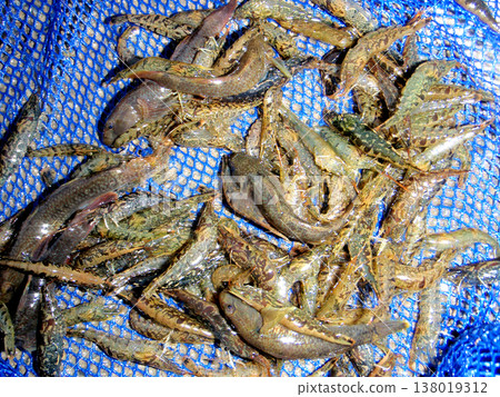 涉水捕撈蝦虎魚和河蝦。 涉水捕撈蝦虎魚和河蝦。 138019312