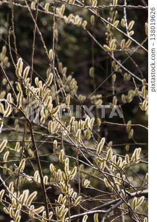Spring image: Shining pussy willow Spring image: Shining pussy willow 138019626