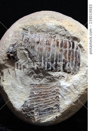 Elrasia Kingi 138019883