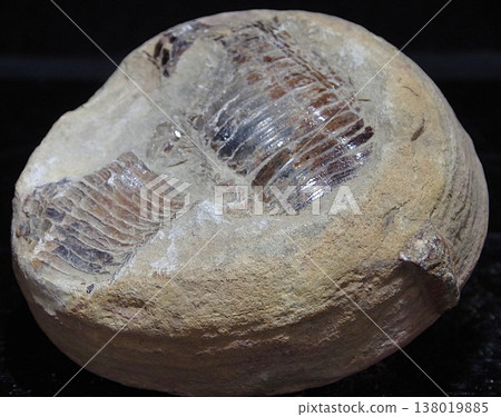 Elrasia Kingi 138019885