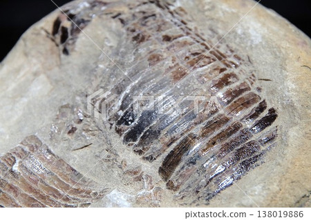 Elrasia Kingi Elrasia Kingi 138019886